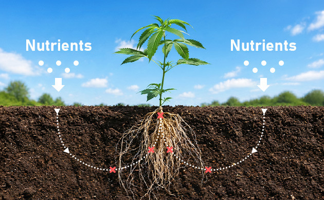 what is nutrient lockout in cannabis