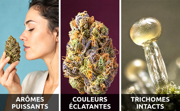 à quoi ressemble du cannabis bien conservé ?