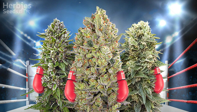 heavyweight seeds top 5 strains