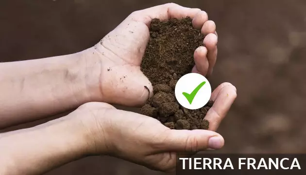 Fertilizante de cannabis