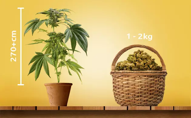 marihuana fotoperiódicas
