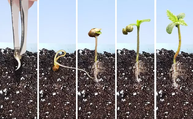germination graine autofloraison