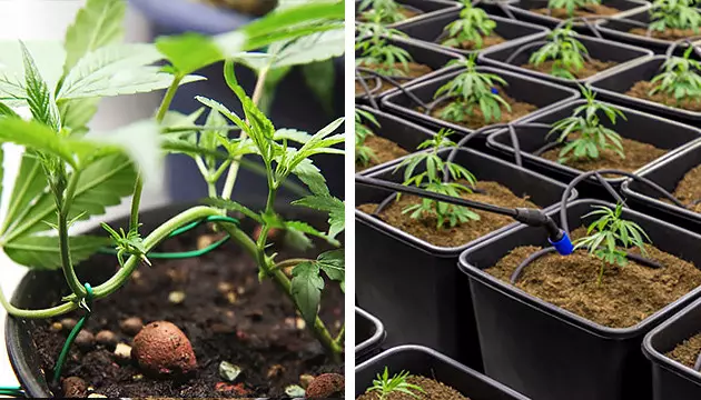 Gentle training techniques autoflower grow guide