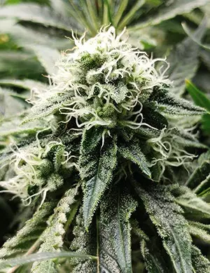 Growing Kosher Sorbet – week by week