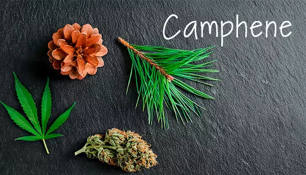 marijuana varieties have different flavors, aromas, and effects.