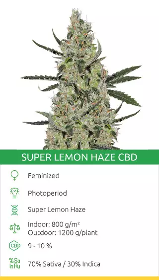 high cbd low thc strains