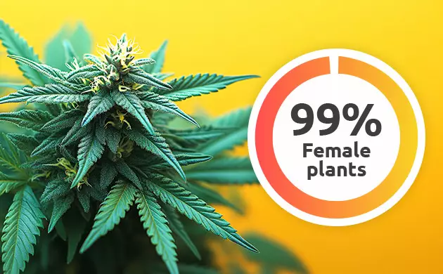 what are feminized seeds