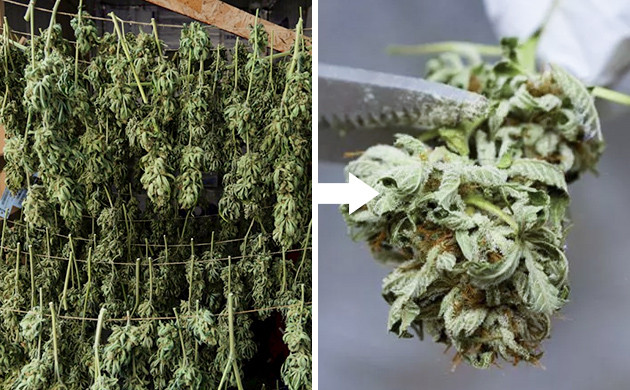 A Helpful Guide on How to Trim Weed the Right Way