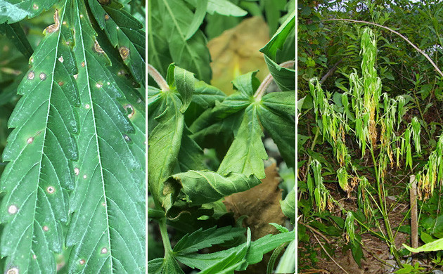 fusarium wilt cannabis