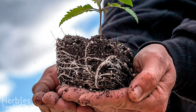 cannabis roots