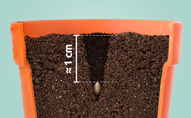 how deep to plant marijuana seeds directly in soil