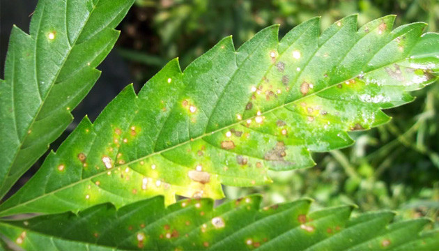 Blatt Septoria