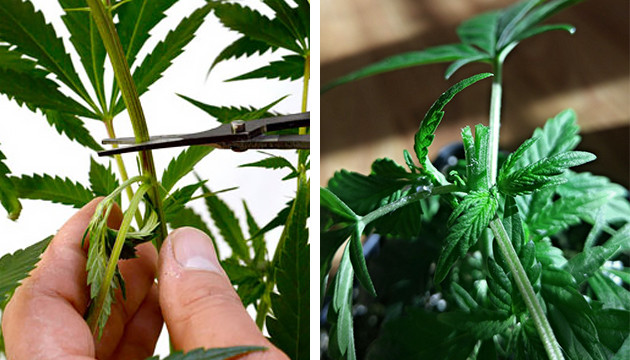 Veredeln von Marihuana-Pflanzen