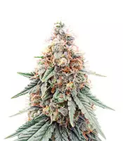 Buy Northern Lights feminized seeds by Herbies Seeds Northern Lights (Herbies Seeds)