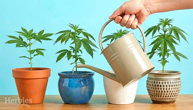 Watering cannabis watering cannabis