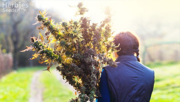 Wie man den Cannabis-Ertrag erhöht