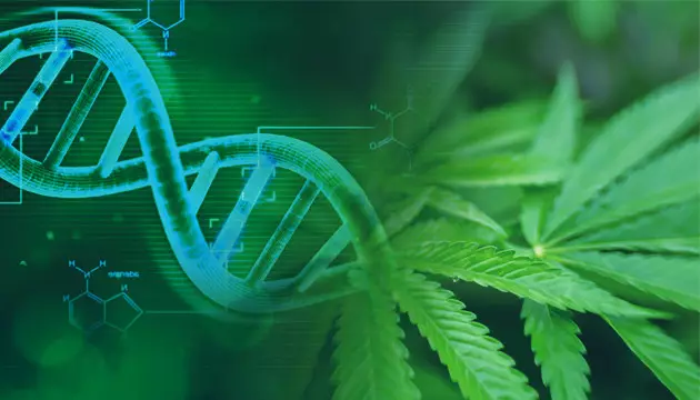 la génétique de la marijuana