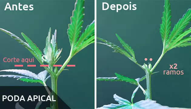 topping marijuana