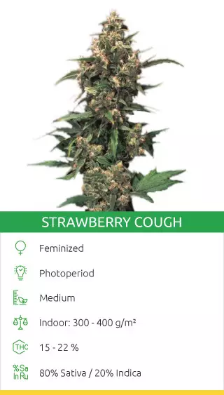 best tasting bud