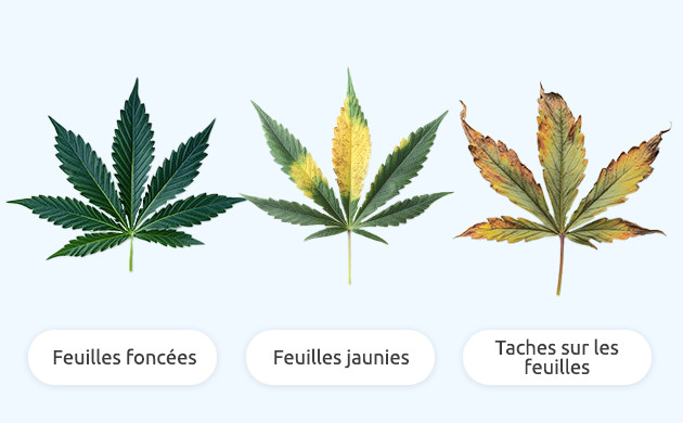 feuilles
