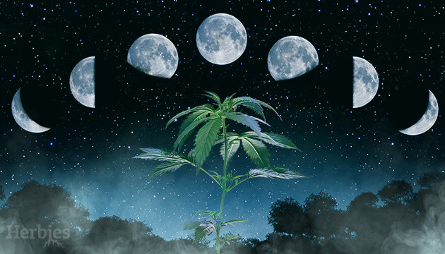 Calendario lunare 2024 per la coltivazione della cannabis - Herbies