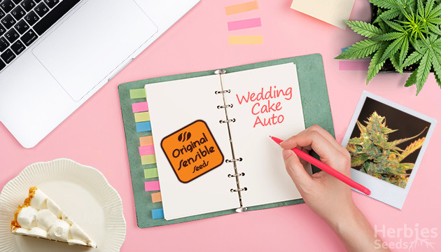 Wedding Cake Auto Grow Diary – Week By Week