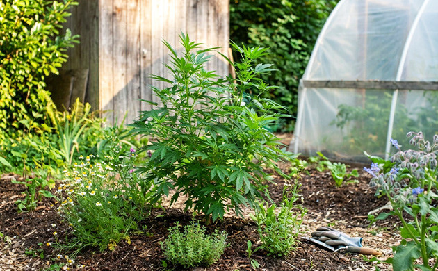 what you need to grow weed outdoors cheap