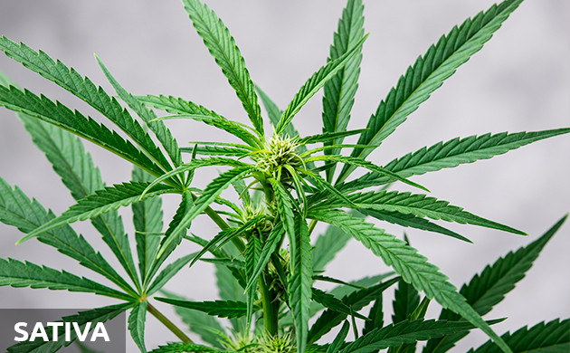 How to know that you need to grow Sativa? sativa vs indica chart
