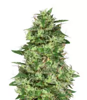 Trippy Gorilla | Strain Information | Seeds For Sale | Reviews Trippy Gorilla (Big Head Seeds)
