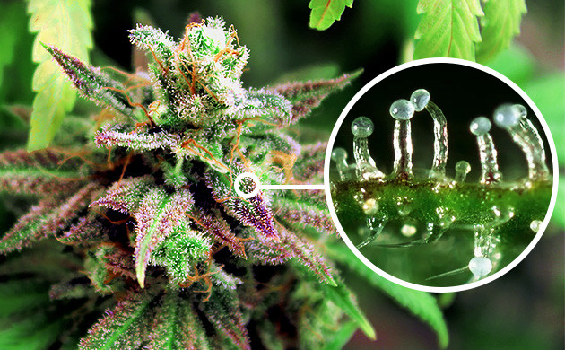 Cannabis-Trichome