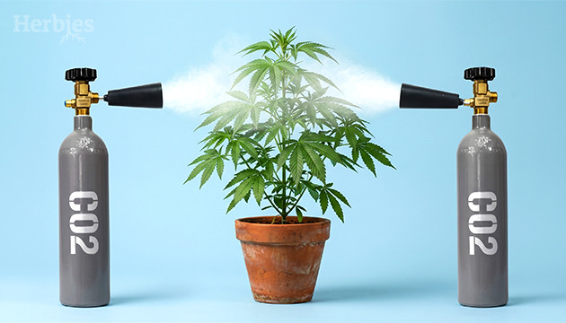 What role does CO2 play in cannabis growing co2 for plants
