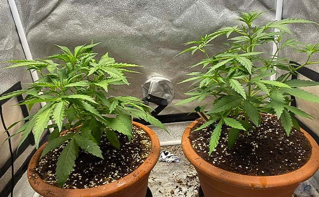Grow Diary Grow diary hero