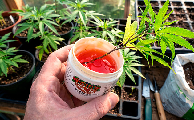 Gel de clonage pour le cannabis meilleure lumière pour les clones