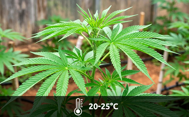temperatura ideal para la fase de floración