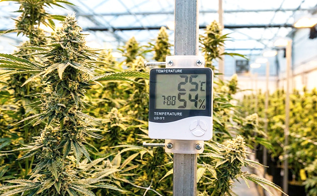 temperatura marihuana indoor