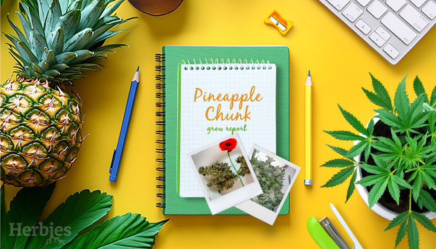 pineapple chunk grow diary