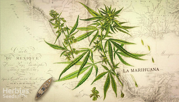 quest ce que le cannabis Landrace