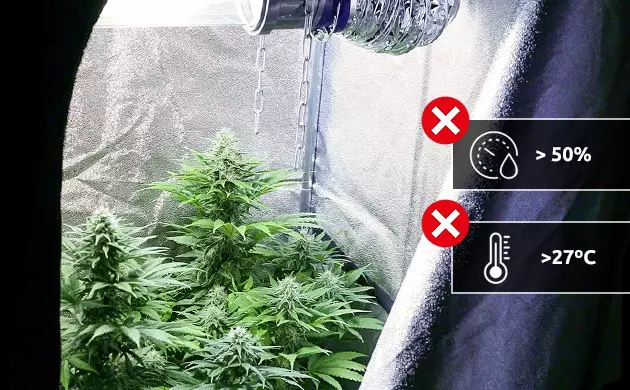 fusarium marihuana solucion