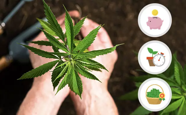 culture du cannabis en france