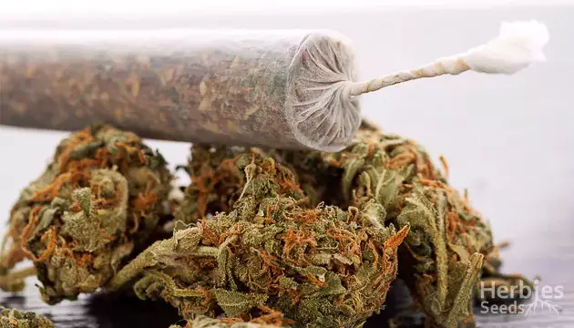 how to roll weed