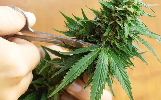 removing fan leaves during flowering