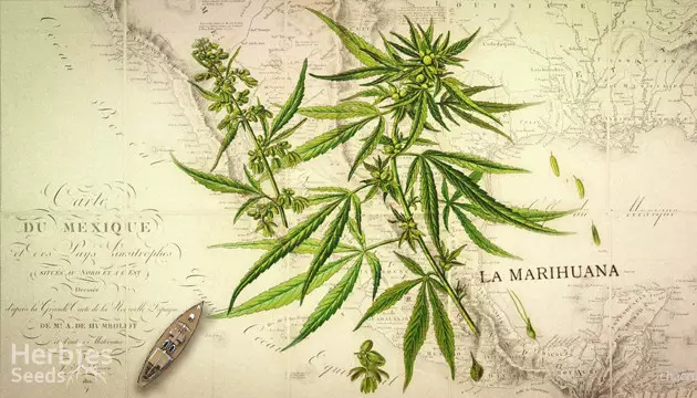 quest ce que le cannabis Landrace