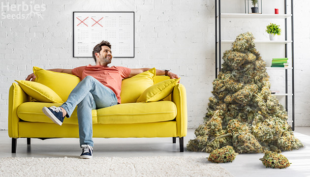 buy highest yielding cannabis strains