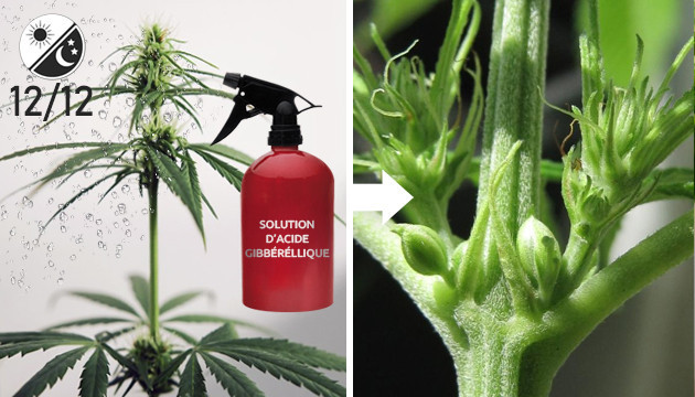 pulvériser sur la plante