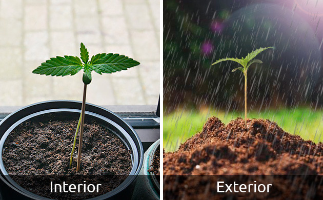 cómo germinar semillas de marihuan