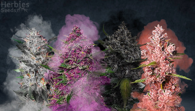 most colorful weed strains