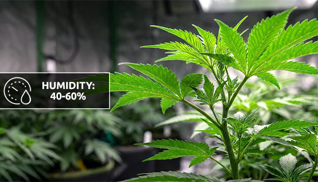 humidity for seedlings