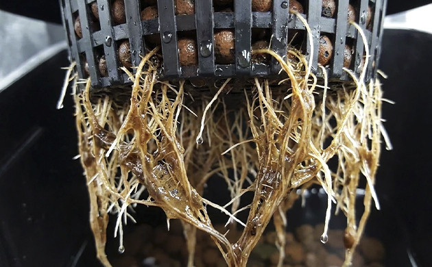 Cannabis root problems marijuana plant symptoms