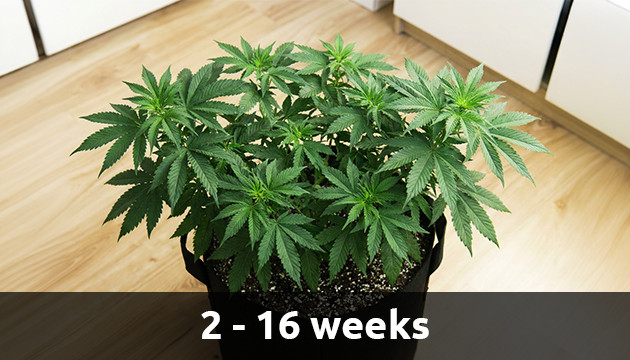 Weed plant vegetative stage cannabis growth stages