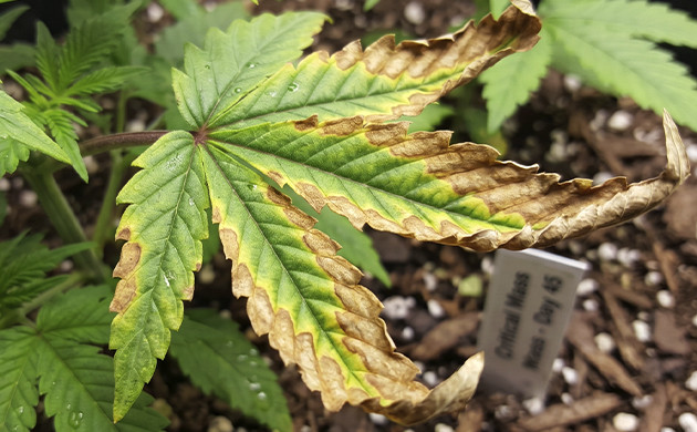 Generosity is not always good cannabis plant problems